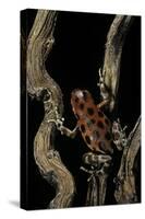 Oophaga Pumilio F. Bastimentos (Strawberry Poison-Dart Frog)-Paul Starosta-Stretched Canvas