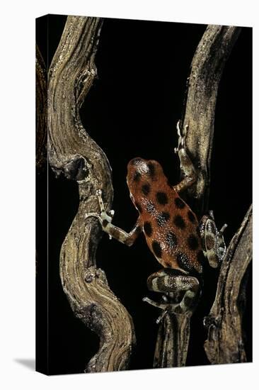 Oophaga Pumilio F. Bastimentos (Strawberry Poison-Dart Frog)-Paul Starosta-Stretched Canvas