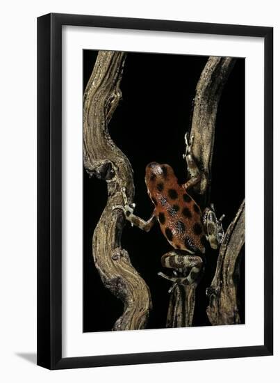 Oophaga Pumilio F. Bastimentos (Strawberry Poison-Dart Frog)-Paul Starosta-Framed Photographic Print