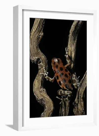 Oophaga Pumilio F. Bastimentos (Strawberry Poison-Dart Frog)-Paul Starosta-Framed Photographic Print