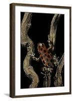 Oophaga Pumilio F. Bastimentos (Strawberry Poison-Dart Frog)-Paul Starosta-Framed Photographic Print