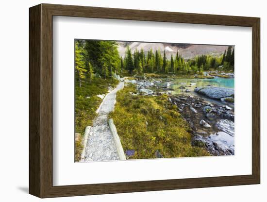 Opabin Plateau Trail Above Lake O'Hara, Yoho National Park, British Columbia, Canada-Russ Bishop-Framed Photographic Print