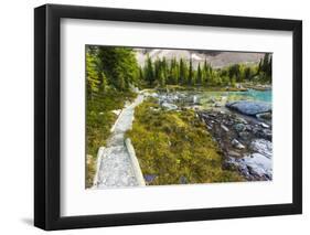 Opabin Plateau Trail Above Lake O'Hara, Yoho National Park, British Columbia, Canada-Russ Bishop-Framed Photographic Print