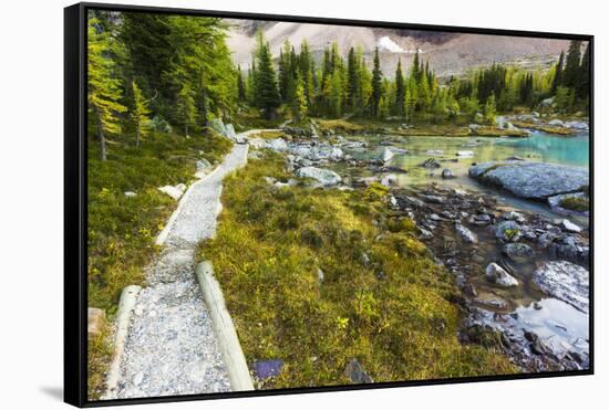 Opabin Plateau Trail Above Lake O'Hara, Yoho National Park, British Columbia, Canada-Russ Bishop-Framed Stretched Canvas