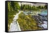 Opabin Plateau Trail Above Lake O'Hara, Yoho National Park, British Columbia, Canada-Russ Bishop-Framed Stretched Canvas