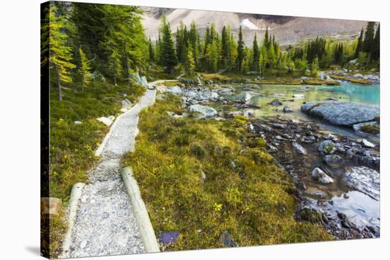 Opabin Plateau Trail Above Lake O'Hara, Yoho National Park, British Columbia, Canada-Russ Bishop-Stretched Canvas