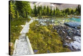 Opabin Plateau Trail Above Lake O'Hara, Yoho National Park, British Columbia, Canada-Russ Bishop-Stretched Canvas