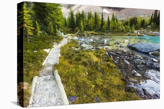 Opabin Plateau Trail Above Lake O'Hara, Yoho National Park, British Columbia, Canada-Russ Bishop-Stretched Canvas