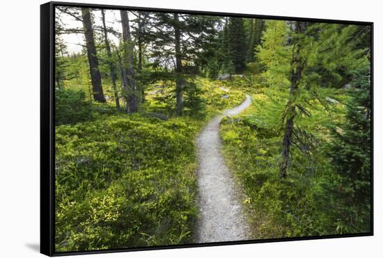 Opabin Plateau Trail Above Lake O'Hara, Yoho National Park, British Columbia, Canada-Russ Bishop-Framed Stretched Canvas