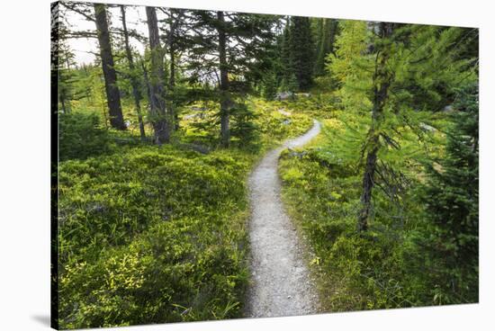 Opabin Plateau Trail Above Lake O'Hara, Yoho National Park, British Columbia, Canada-Russ Bishop-Stretched Canvas