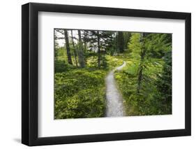 Opabin Plateau Trail Above Lake O'Hara, Yoho National Park, British Columbia, Canada-Russ Bishop-Framed Photographic Print