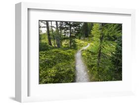 Opabin Plateau Trail Above Lake O'Hara, Yoho National Park, British Columbia, Canada-Russ Bishop-Framed Photographic Print