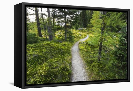 Opabin Plateau Trail Above Lake O'Hara, Yoho National Park, British Columbia, Canada-Russ Bishop-Framed Stretched Canvas