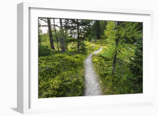 Opabin Plateau Trail Above Lake O'Hara, Yoho National Park, British Columbia, Canada-Russ Bishop-Framed Photographic Print