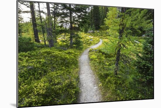 Opabin Plateau Trail Above Lake O'Hara, Yoho National Park, British Columbia, Canada-Russ Bishop-Mounted Photographic Print