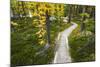 Opabin Plateau Trail Above Lake O'Hara, Yoho National Park, British Columbia, Canada-Russ Bishop-Mounted Photographic Print