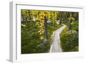 Opabin Plateau Trail Above Lake O'Hara, Yoho National Park, British Columbia, Canada-Russ Bishop-Framed Photographic Print