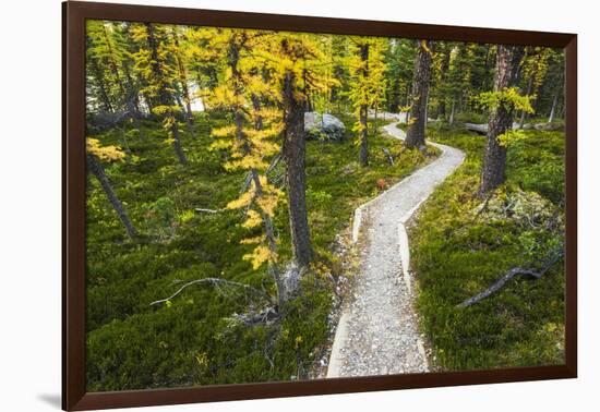 Opabin Plateau Trail Above Lake O'Hara, Yoho National Park, British Columbia, Canada-Russ Bishop-Framed Photographic Print