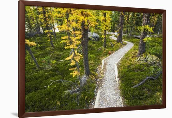 Opabin Plateau Trail Above Lake O'Hara, Yoho National Park, British Columbia, Canada-Russ Bishop-Framed Photographic Print