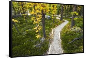 Opabin Plateau Trail Above Lake O'Hara, Yoho National Park, British Columbia, Canada-Russ Bishop-Framed Stretched Canvas