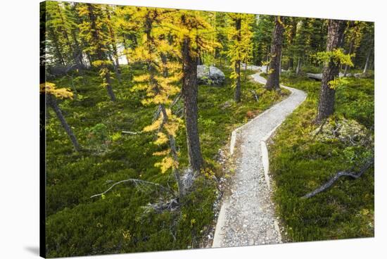 Opabin Plateau Trail Above Lake O'Hara, Yoho National Park, British Columbia, Canada-Russ Bishop-Stretched Canvas