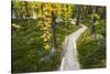 Opabin Plateau Trail Above Lake O'Hara, Yoho National Park, British Columbia, Canada-Russ Bishop-Stretched Canvas