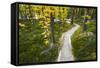 Opabin Plateau Trail Above Lake O'Hara, Yoho National Park, British Columbia, Canada-Russ Bishop-Framed Stretched Canvas