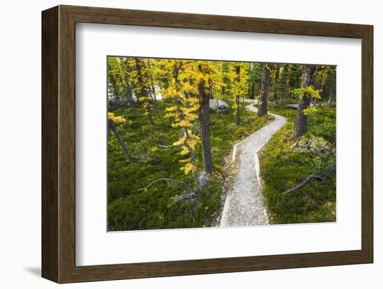 Opabin Plateau Trail Above Lake O'Hara, Yoho National Park, British Columbia, Canada-Russ Bishop-Framed Photographic Print