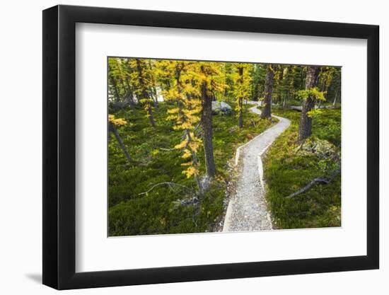 Opabin Plateau Trail Above Lake O'Hara, Yoho National Park, British Columbia, Canada-Russ Bishop-Framed Photographic Print