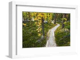 Opabin Plateau Trail Above Lake O'Hara, Yoho National Park, British Columbia, Canada-Russ Bishop-Framed Photographic Print