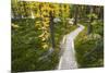 Opabin Plateau Trail Above Lake O'Hara, Yoho National Park, British Columbia, Canada-Russ Bishop-Mounted Photographic Print