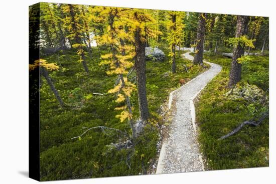 Opabin Plateau Trail Above Lake O'Hara, Yoho National Park, British Columbia, Canada-Russ Bishop-Stretched Canvas