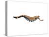 Opabinia Regalis from the Middle Cambrian Seas-null-Stretched Canvas