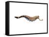 Opabinia Regalis from the Middle Cambrian Seas-null-Framed Stretched Canvas