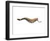 Opabinia Regalis from the Middle Cambrian Seas-null-Framed Art Print