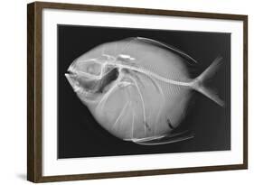 Opah-Sandra J. Raredon-Framed Art Print