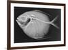 Opah-Sandra J. Raredon-Framed Premium Giclee Print