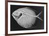 Opah-Sandra J. Raredon-Framed Premium Giclee Print