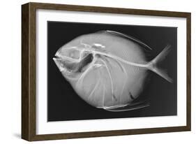 Opah-Sandra J. Raredon-Framed Art Print