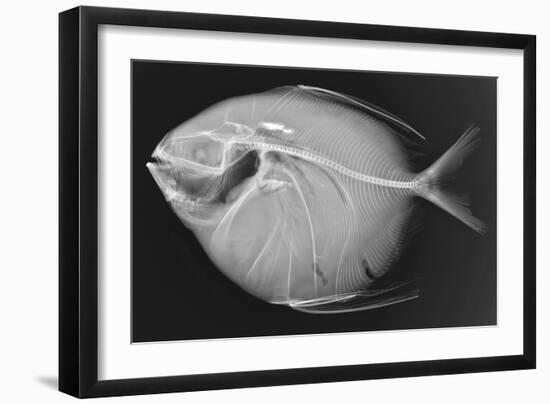 Opah-Sandra J. Raredon-Framed Art Print