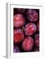 Opal Plums-Den Reader-Framed Photographic Print