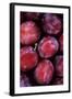 Opal Plums-Den Reader-Framed Photographic Print