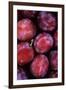 Opal Plums-Den Reader-Framed Photographic Print