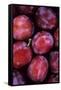 Opal Plums-Den Reader-Framed Stretched Canvas