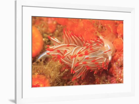 Opalescent Nudibranch, Saint Lazerius Island Alaska, USA-Stuart Westmorland-Framed Premium Photographic Print