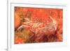 Opalescent Nudibranch, Saint Lazerius Island Alaska, USA-Stuart Westmorland-Framed Premium Photographic Print