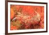 Opalescent Nudibranch, Saint Lazerius Island Alaska, USA-Stuart Westmorland-Framed Premium Photographic Print