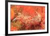 Opalescent Nudibranch, Saint Lazerius Island Alaska, USA-Stuart Westmorland-Framed Premium Photographic Print