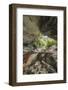 Oparara Arch-Rob Tilley-Framed Photographic Print