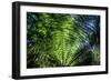 Oparara Basin, Karamea, West Coast, South Island, New Zealand, Pacific-Michael-Framed Photographic Print